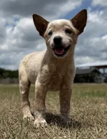 Chica Male 3, a male Australian Cattle Dog for sale in Zolfo Springs, FL – Photo 3 of 3