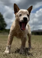 Chica Male 3, a male Australian Cattle Dog for sale in Zolfo Springs, FL – Photo 1 of 3