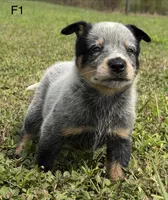 Luma Female 1, a female Australian Cattle Dog for sale in Zolfo Springs, FL – 3 of 3