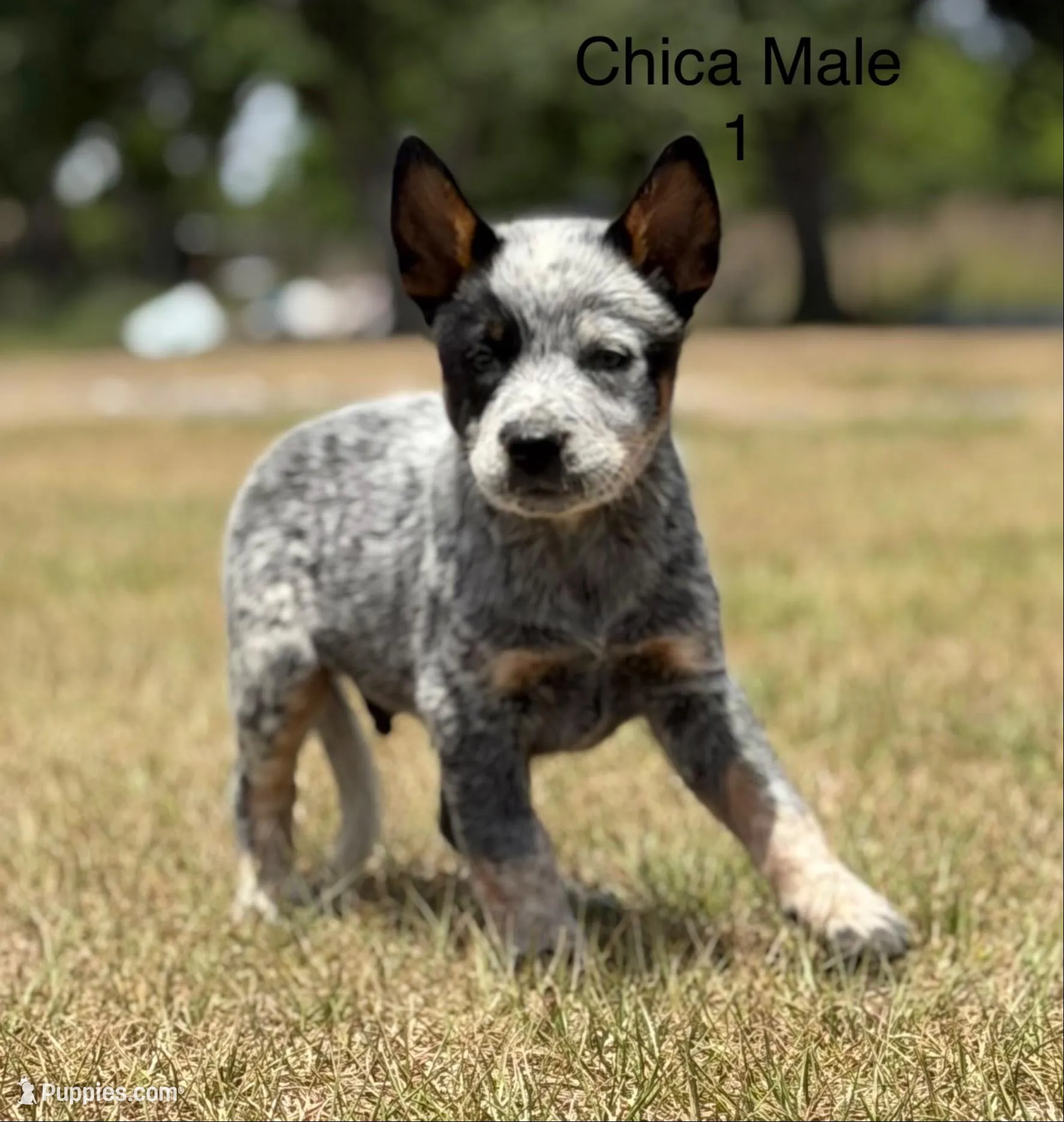 Chica Male 1, a male Australian Cattle Dog for sale in Zolfo Springs, FL – Photo 4 of 4
