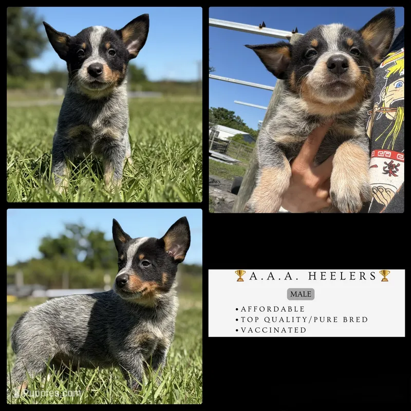 Luma Male 3 – Australian Cattle Dog puppy for sale in Zolfo Springs, FL