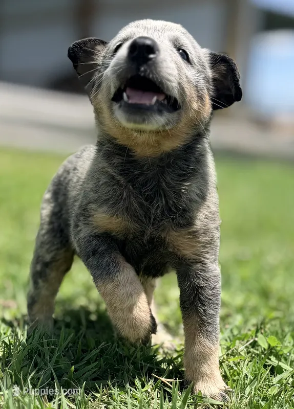 Belle Male A – Australian Cattle Dog puppy for sale in Zolfo Springs, FL