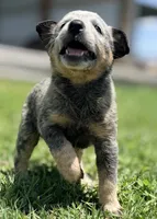 Belle Male A, a male Australian Cattle Dog for sale in Zolfo Springs, FL – 1 of 3