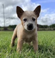 Campana Male A, a male Australian Cattle Dog for sale in Zolfo Springs, FL – 4 of 7