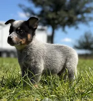 Luna Male 4, a male Australian Cattle Dog for sale in Zolfo Springs, FL – 4 of 4