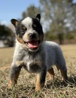 Male D, a male Australian Cattle Dog for sale in Zolfo Springs, FL – Photo 1 of 4