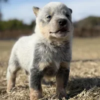 Male B, a male Australian Cattle Dog for sale in Zolfo Springs, FL – Photo 3 of 3