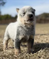 Male B, a male Australian Cattle Dog for sale in Zolfo Springs, FL – Photo 3 of 3