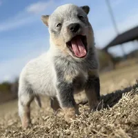 Male B, a male Australian Cattle Dog for sale in Zolfo Springs, FL – Photo 2 of 3