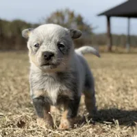 Male B, a male Australian Cattle Dog for sale in Zolfo Springs, FL – Photo 1 of 3