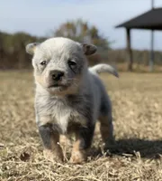 Male B, a male Australian Cattle Dog for sale in Zolfo Springs, FL – Photo 1 of 3