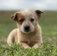 Oakley Female B, a female Australian Cattle Dog for sale in Zolfo Springs, FL – Photo 1 of 3