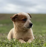 Oakley Female B, a female Australian Cattle Dog for sale in Zolfo Springs, FL – Photo 2 of 3