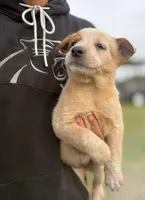 Oakley Female B, a female Australian Cattle Dog for sale in Zolfo Springs, FL – Photo 3 of 3