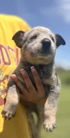 Belle Male A, a male Australian Cattle Dog for sale in Zolfo Springs, FL – 2 of 3