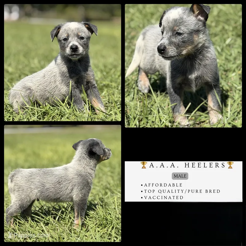 Luma Male 1 – Australian Cattle Dog puppy for sale in Zolfo Springs, FL