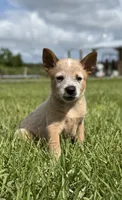 Campana Male A, a male Australian Cattle Dog for sale in Zolfo Springs, FL – 2 of 7