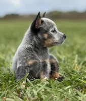 Campana Female C, a female Australian Cattle Dog for sale in Zolfo Springs, FL – 5 of 5