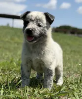 Belle Female A, a female Australian Cattle Dog for sale in Zolfo Springs, FL – 3 of 4