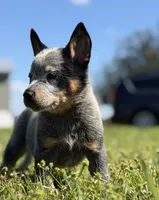 Luma Female 3, a female Australian Cattle Dog for sale in Zolfo Springs, FL – 4 of 4