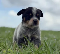 Luma Male 2, a male Australian Cattle Dog for sale in Zolfo Springs, FL – 2 of 3
