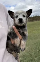 Campana Female C, a female Australian Cattle Dog for sale in Zolfo Springs, FL – 4 of 5