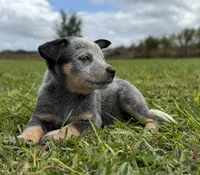 Campana Female B, a female Australian Cattle Dog for sale in Zolfo Springs, FL – 5 of 6