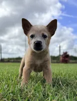 Campana Male A, a male Australian Cattle Dog for sale in Zolfo Springs, FL – 5 of 7