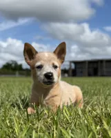 Campana Male A, a male Australian Cattle Dog for sale in Zolfo Springs, FL – 6 of 7