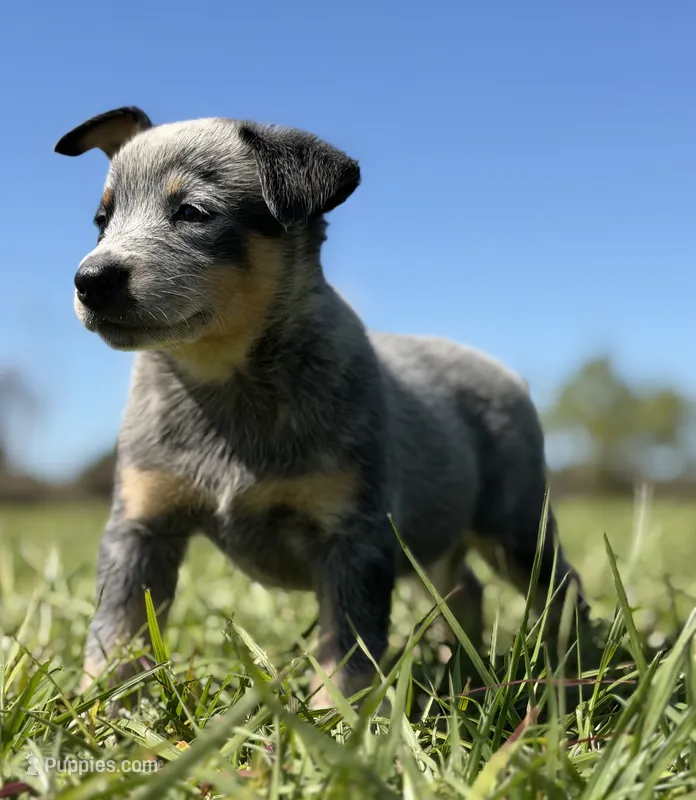 Luma Female 2 – Australian Cattle Dog puppy for sale in Zolfo Springs, FL
