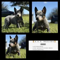 Luma Female 3, a female Australian Cattle Dog for sale in Zolfo Springs, FL – 1 of 4