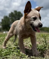 Chica Female 2, a female Australian Cattle Dog for sale in Zolfo Springs, FL – Photo 3 of 3