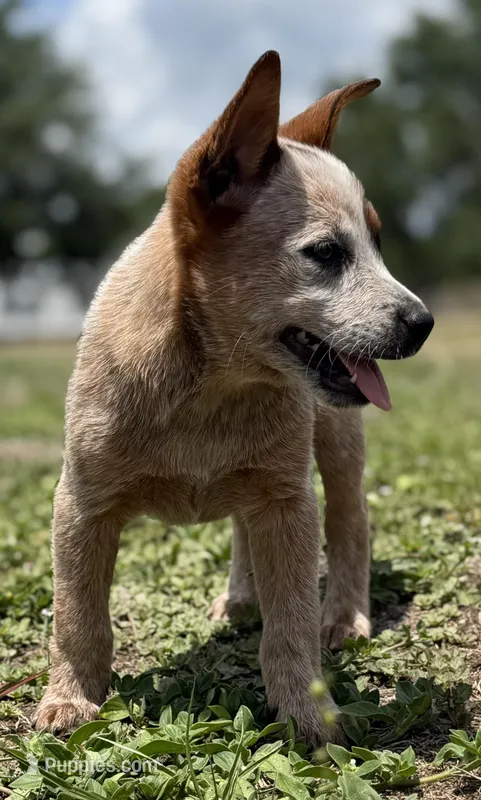 Chica Female 2 – Australian Cattle Dog puppy for sale in Zolfo Springs, FL