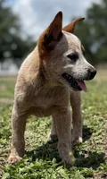 Chica Female 2, a female Australian Cattle Dog for sale in Zolfo Springs, FL – Photo 1 of 3
