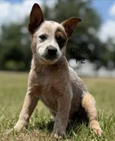 Chica Female 2, a female Australian Cattle Dog for sale in Zolfo Springs, FL – Photo 2 of 3