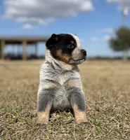 Female A, a female Australian Cattle Dog for sale in Zolfo Springs, FL – Photo 3 of 5