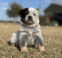 Female A, a female Australian Cattle Dog for sale in Zolfo Springs, FL – Photo 1 of 5