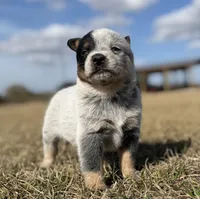Female A, a female Australian Cattle Dog for sale in Zolfo Springs, FL – Photo 2 of 5