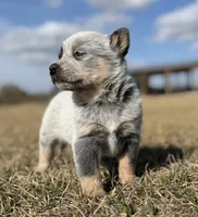 Female A, a female Australian Cattle Dog for sale in Zolfo Springs, FL – Photo 5 of 5