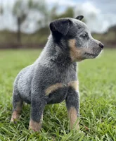 Campana Female B, a female Australian Cattle Dog for sale in Zolfo Springs, FL – 3 of 6