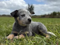 Campana Female B, a female Australian Cattle Dog for sale in Zolfo Springs, FL – 4 of 6