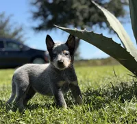 Luma Female 3, a female Australian Cattle Dog for sale in Zolfo Springs, FL – 2 of 4