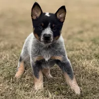 Female B, a female Australian Cattle Dog for sale in Zolfo Springs, FL – Photo 1 of 3