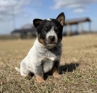 Female B, a female Australian Cattle Dog for sale in Zolfo Springs, FL – Photo 4 of 4