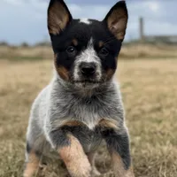 Female B, a female Australian Cattle Dog for sale in Zolfo Springs, FL – Photo 3 of 3