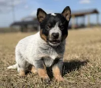 Female B, a female Australian Cattle Dog for sale in Zolfo Springs, FL – Photo 1 of 4