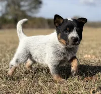 Female B, a female Australian Cattle Dog for sale in Zolfo Springs, FL – Photo 3 of 4