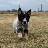 Female B, a female Australian Cattle Dog for sale in Zolfo Springs, FL – Photo 2 of 3