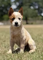 Chica Female 1, a female Australian Cattle Dog for sale in Zolfo Springs, FL – Photo 2 of 3