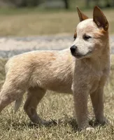 Chica Female 1, a female Australian Cattle Dog for sale in Zolfo Springs, FL – Photo 3 of 3